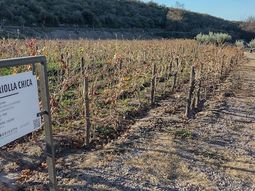 Hay cierta confusión en torno a la Criolla Chica. Hay cierta confusión en torno a la Criolla Chica.