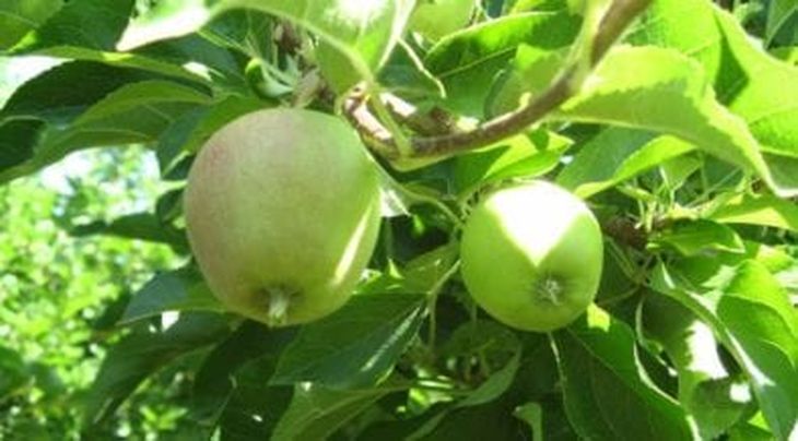 Hace más de dos años la empresa Copefrut se comprometió con la sostenibilidad productiva y comercial, a través de una política integral que está presente en todas sus acciones. Hace más de dos años la empresa Copefrut se comprometió con la sostenibilidad productiva y comercial, a través de una política integral que está presente en todas sus acciones.