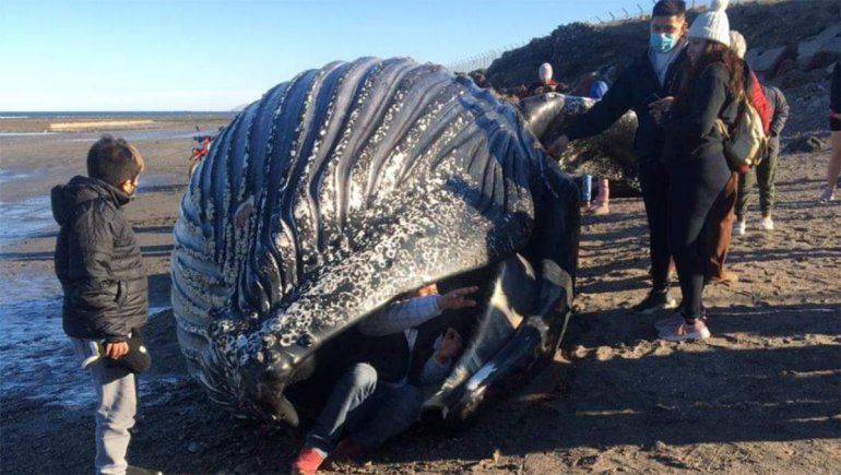 Indignante: se metieron en la boca de una ballena muerta para sacarse fotos