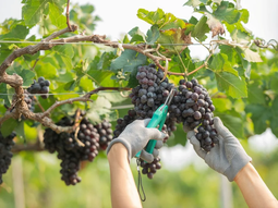 Racimos recién cortados pasan por la mesa de selección en bodega mendocina. Racimos recién cortados pasan por la mesa de selección en bodega mendocina.