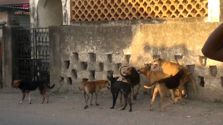 Los perros callejeros son causa de proecupación en Neuquén. Foto ilustrativa.&nbsp;