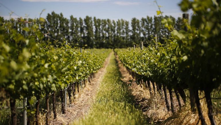 Bodega Familia Schroeder celebra Semana Santa con un menú bien patagónico