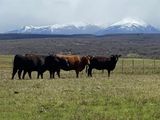 La provincia registró un récord en cantidad de animales y mejoró sus índices reproductivos, aun en medio de un escenario climático adverso. La provincia registró un récord en cantidad de animales y mejoró sus índices reproductivos, aun en medio de un escenario climático adverso.