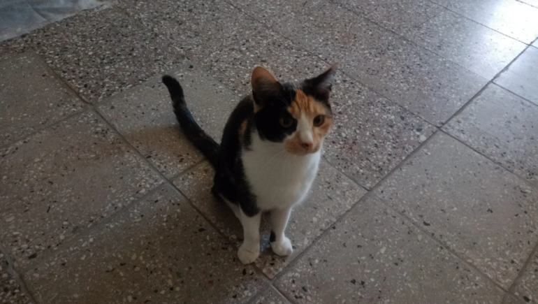 El dueño de la gata que mordió al muirciélago con rabia en Chubut explicó que en Zoonósis no tienen un lugar dónde aislarla y él debe hacerse responsable.  