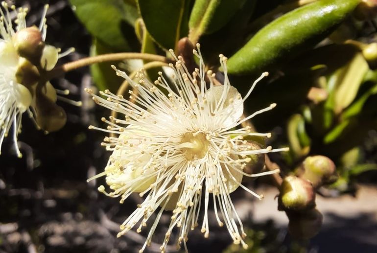 Conocé la Patagua, el arbusto que embellece la cordillera neuquina