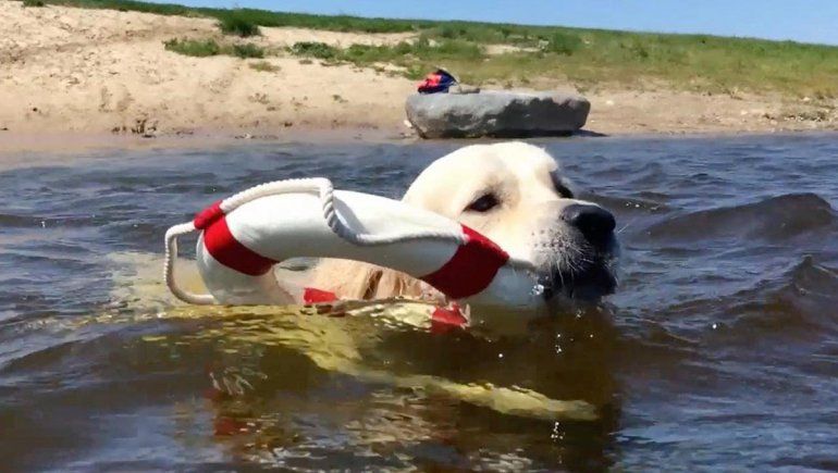 Este tierno perro no deja de sumar reproducciones en YouTube