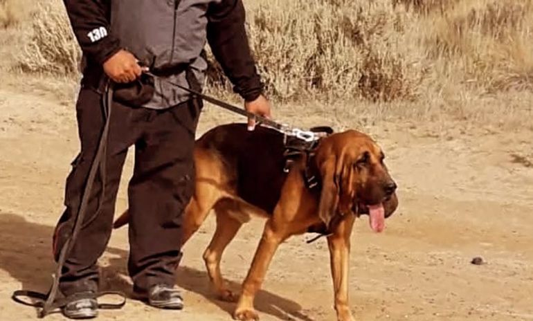 Indio, uno de los perros que buscarán a la policía María José San Martín en Chubut. Indio, uno de los perros que buscarán a la policía María José San Martín en Chubut.