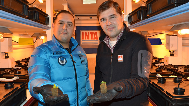 Argentina cultivará verduras en la Antártida: cómo es el método