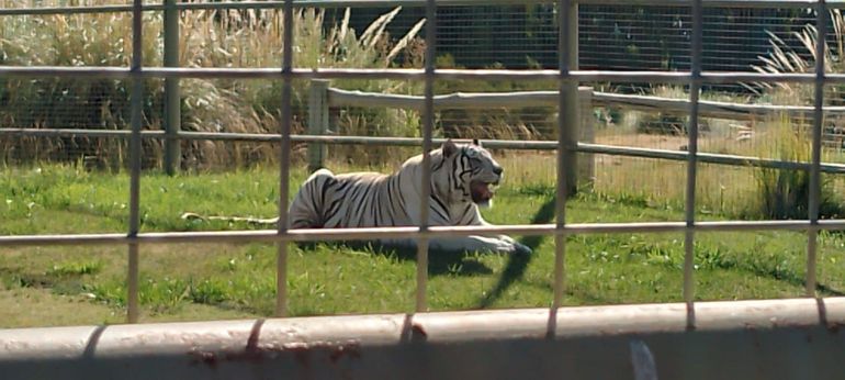 Entraron a robar a la jaula del tigre en la que había una caja fuerte