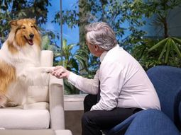 murio dylan, el perro del expresidente alberto fernandez: gracias por tanto amor