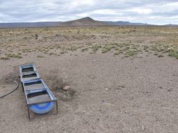 Río Negro: ganadería en emergencia ampliada a 9 departamentos hasta 31/5/2026. Río Negro: ganadería en emergencia ampliada a 9 departamentos hasta 31/5/2026.