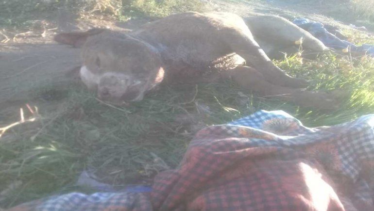 Plottier: un vecino apuñaló a un pitbull que estaba en la calle