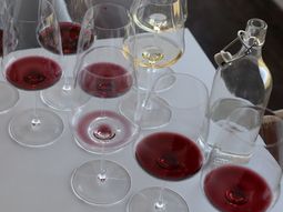 Cabernet Franc es una de las cuatro variedades que más creció en la Argentina en los últimos 10 años. Cabernet Franc es una de las cuatro variedades que más creció en la Argentina en los últimos 10 años.