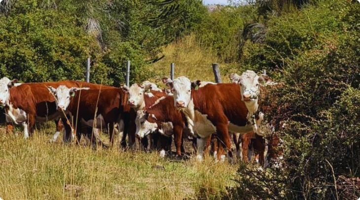 Hereford: rusticidad y mansedumbre en acción en las grandes extensiones de la Patagonia. Foto: Zona Campo Hereford: rusticidad y mansedumbre en acción en las grandes extensiones de la Patagonia. Foto: Zona Campo