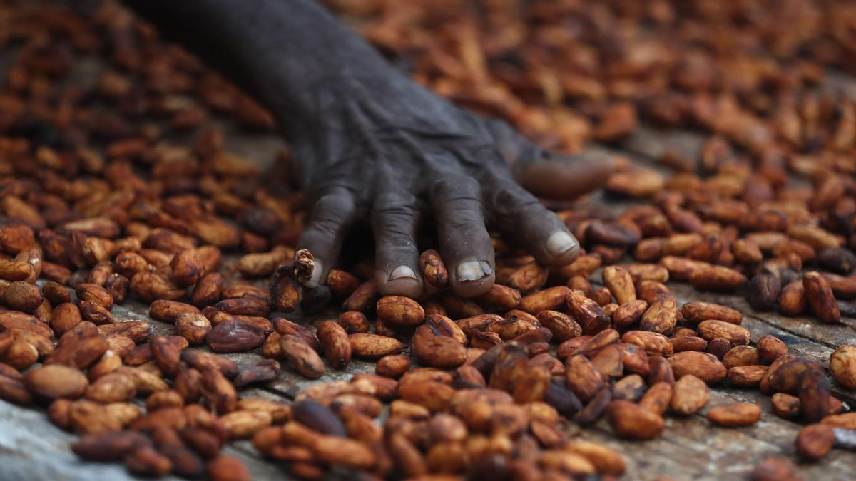 Una cosecha más débil de lo esperado en Costa de Marfil impulsó los precios del cacao.