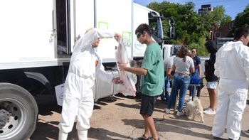 los chivitos del norte llegan hoy a neuquen: precio y lugar para conseguirlos