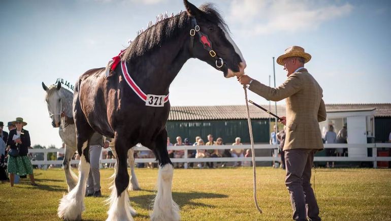 El caballo de raza Shire sorprende por sus casi 2 metros de altura y sus imponentes dimensiones.
