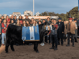 Angus, una de las razas líderes del mercado ganadero argentino.