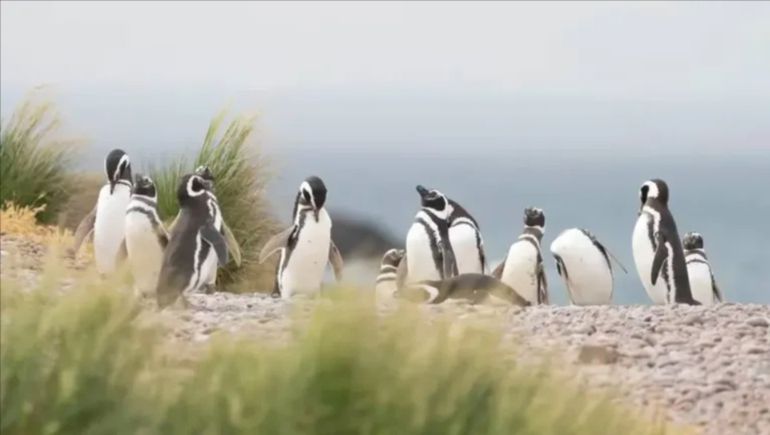 Pingüinos de Magallanes en Punta Tombo, Chubut. Pingüinos de Magallanes en Punta Tombo, Chubut.