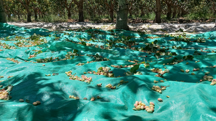 Cosecha de pistachos. Foto: @argentina Cosecha de pistachos. Foto: @argentina