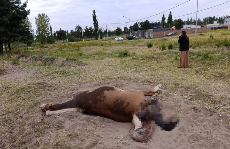 Desgarradora escena en Valentina norte: una yegua intentó parir en plena calle y murió junto a su potrillo