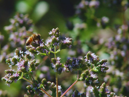 identificacion geografica para el oregano: el orgullo de mendoza y sus oportunidades economicas identificacion geografica para el oregano: el orgullo de mendoza y sus oportunidades economicas