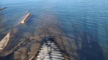 planta tronador contaminación