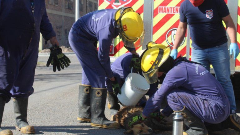 Bomberos rescataron y revivieron a perra que cayó al desagüe