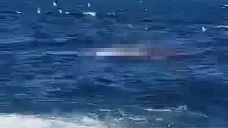 Video: el momento en que un tiburón blanco se devora a un nadador