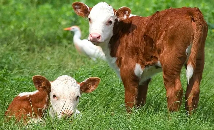 Tanto la demanda interna como la exportación de carne, hoy no están pasando por su mejor momento. Tanto la demanda interna como la exportación de carne, hoy no están pasando por su mejor momento.