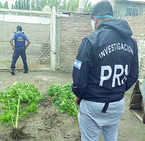 La Policía provincial sigue hallando huertas de marihuana.