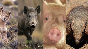 Advierten que es preocupante la presencia de ese parásito en carne de jabalíes, pero no sólo en jabalíes. Advierten que es preocupante la presencia de ese parásito en carne de jabalíes, pero no sólo en jabalíes.