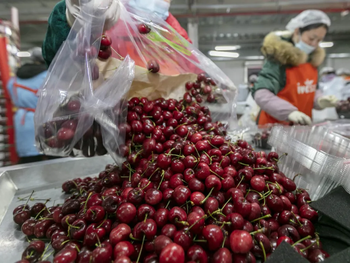 Caen los precios de las cerezas en el meecado de China...¿Causas?