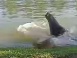 La naturaleza sorprendió a un joven de Patagones, quien logró filmar un evento que se hizo viral en las redes sociales. La naturaleza sorprendió a un joven de Patagones, quien logró filmar un evento que se hizo viral en las redes sociales.