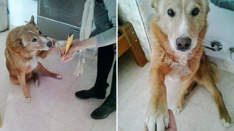 Una familia le abrió las puertas de su casa al can más famoso de Zapala.