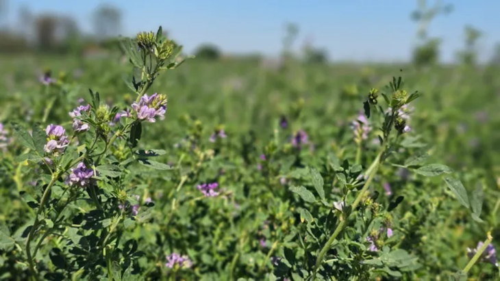 Alfalfa, una de las vías de diversificación de la Norpatagonia.