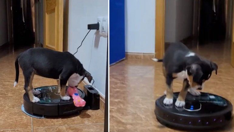Facebook: perrito prendió por error aspiradora y se asustó con su movimiento.
