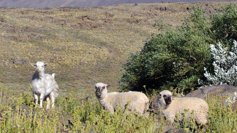 Buta Ranquil guarda las huellas del pasado de Neuquén.