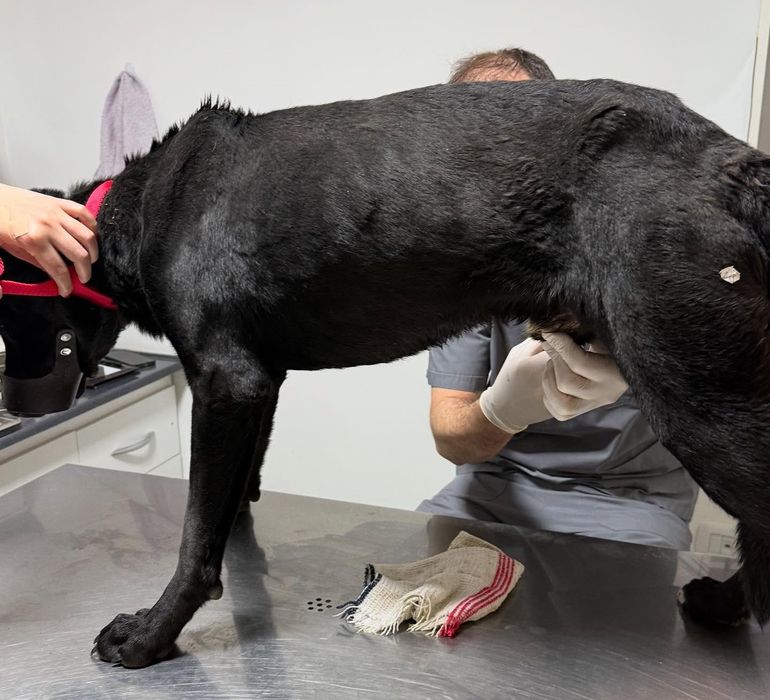 Desde la ONG Valentín en Cada Huella difundieron un alias para que la gente ayude a afrontar los costos del tratamiento del perrito maltratado en Río Gallegos. Desde la ONG Valentín en Cada Huella difundieron un alias para que la gente ayude a afrontar los costos del tratamiento del perrito maltratado en Río Gallegos.