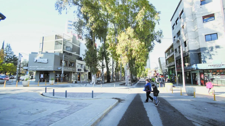 Los eucaliptos de la diagonal son parte de una nueva polémica.