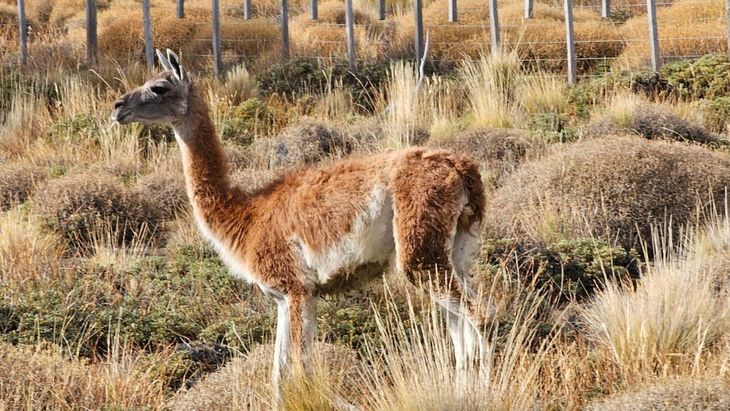 Se esta trabajando en un plan de manejo del guanaco en Patagonia.