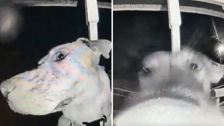Viral: perrita que escapó de su casa regresó y tocó el timbre de la puerta.