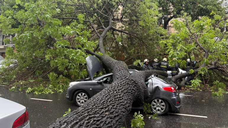 El árbol destruyó un árbol. Hubo varios heridos / Foto Gentileza