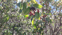 Es una pequeña baya de color violeta intenso con propiedades nutricionales y antioxidantes que la convierten en un superalimento nativo de la Patagonia. Foto: INTA