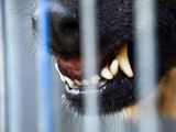 La vecina de Ferri fue brutalmente herida por dos perros enormes. Realizará la denuncia. 