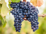 Patagonia Norte celebra el día del Pinot Noir,&nbsp; su cepa insignia.