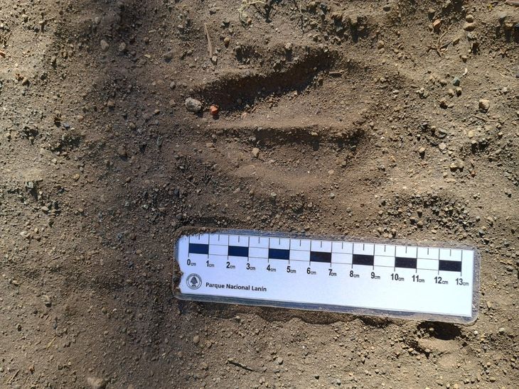 El huemul no estuvo en la zona del Parque Nacional Lanín por cerca de tres décadas.. El huemul no estuvo en la zona del Parque Nacional Lanín por cerca de tres décadas..