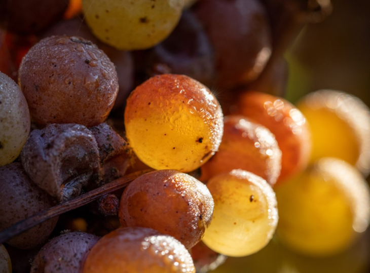 Uvas botritizadas de Château d'Yquem. Foto: Château d’Yquem. Uvas botritizadas de Château d'Yquem. Foto: Château d’Yquem.