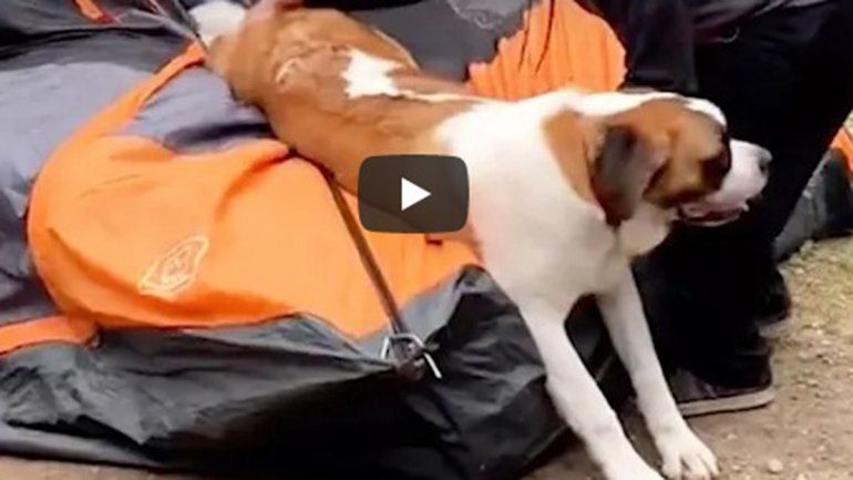 Este perro no deja de sumar reproducciones en YouTube