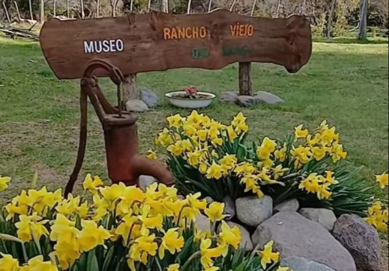Junto a los narcisos de Chubut está el Museo Rancho Viejo. Junto a los narcisos de Chubut está el Museo Rancho Viejo.